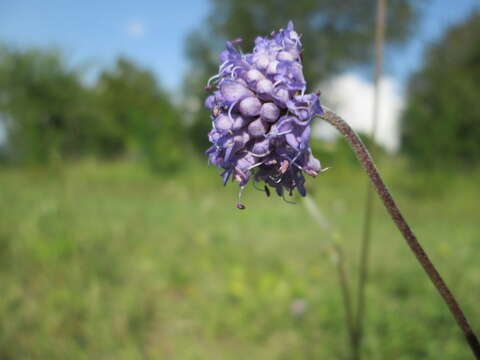 Image of Devil’s Bit Scabious