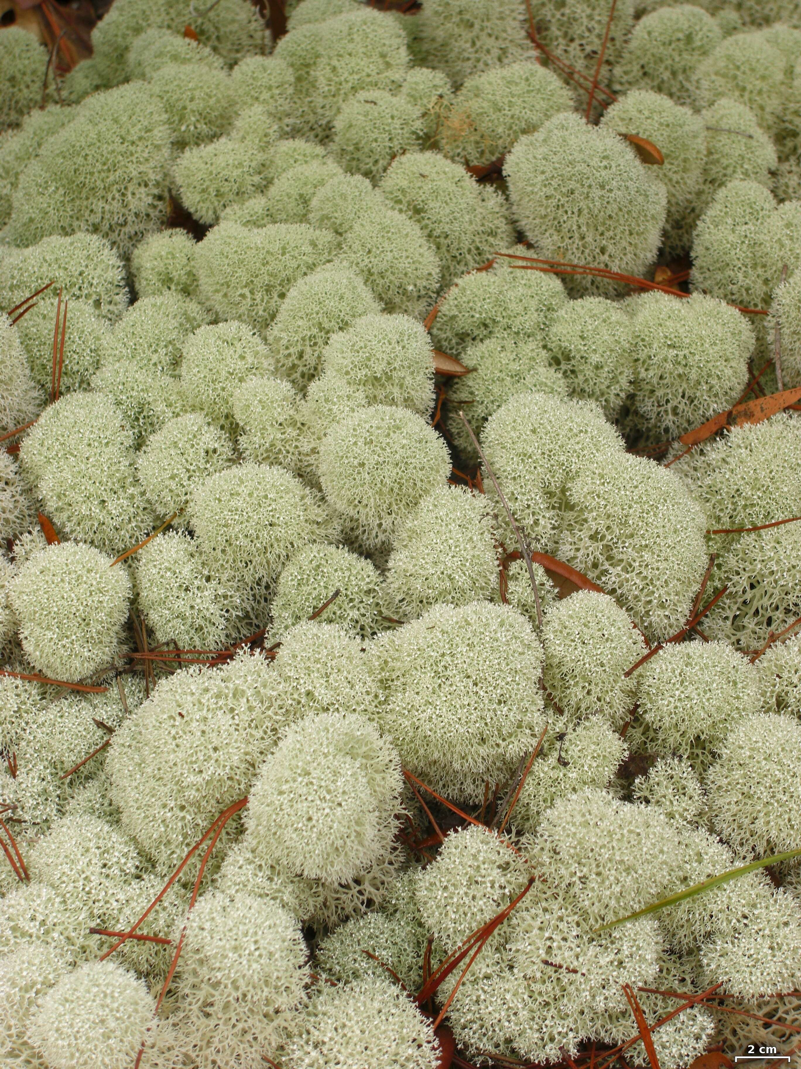 Слика од Cladonia evansii Abbayes