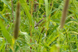 Image of Black-headed Bunting