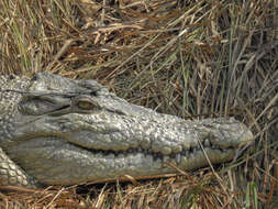 Image of Estuarine Crocodile