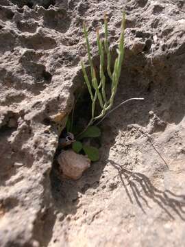 Imagem de Limonium melitense Brullo