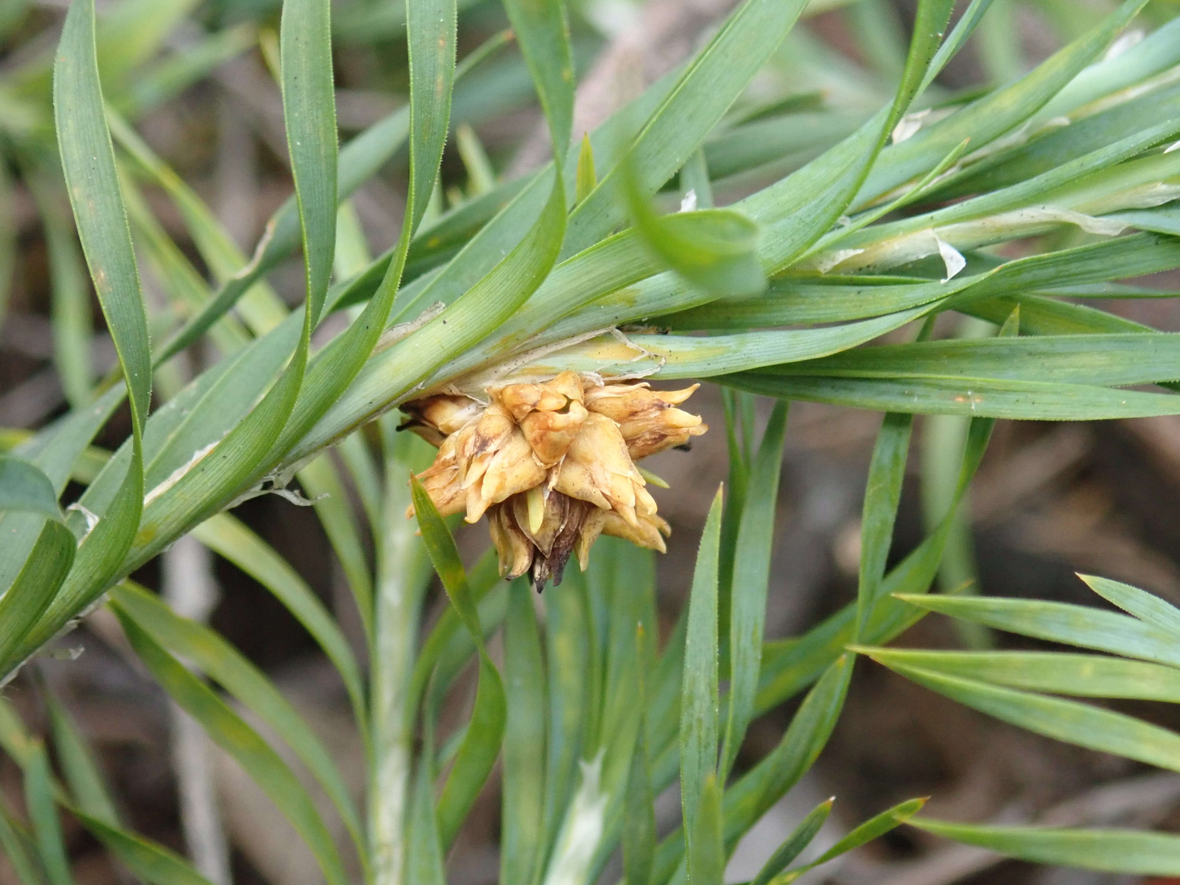 Image of Lomandra obliqua (Thunb.) J. F. Macbr.