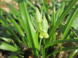 Image of few-flowered leek