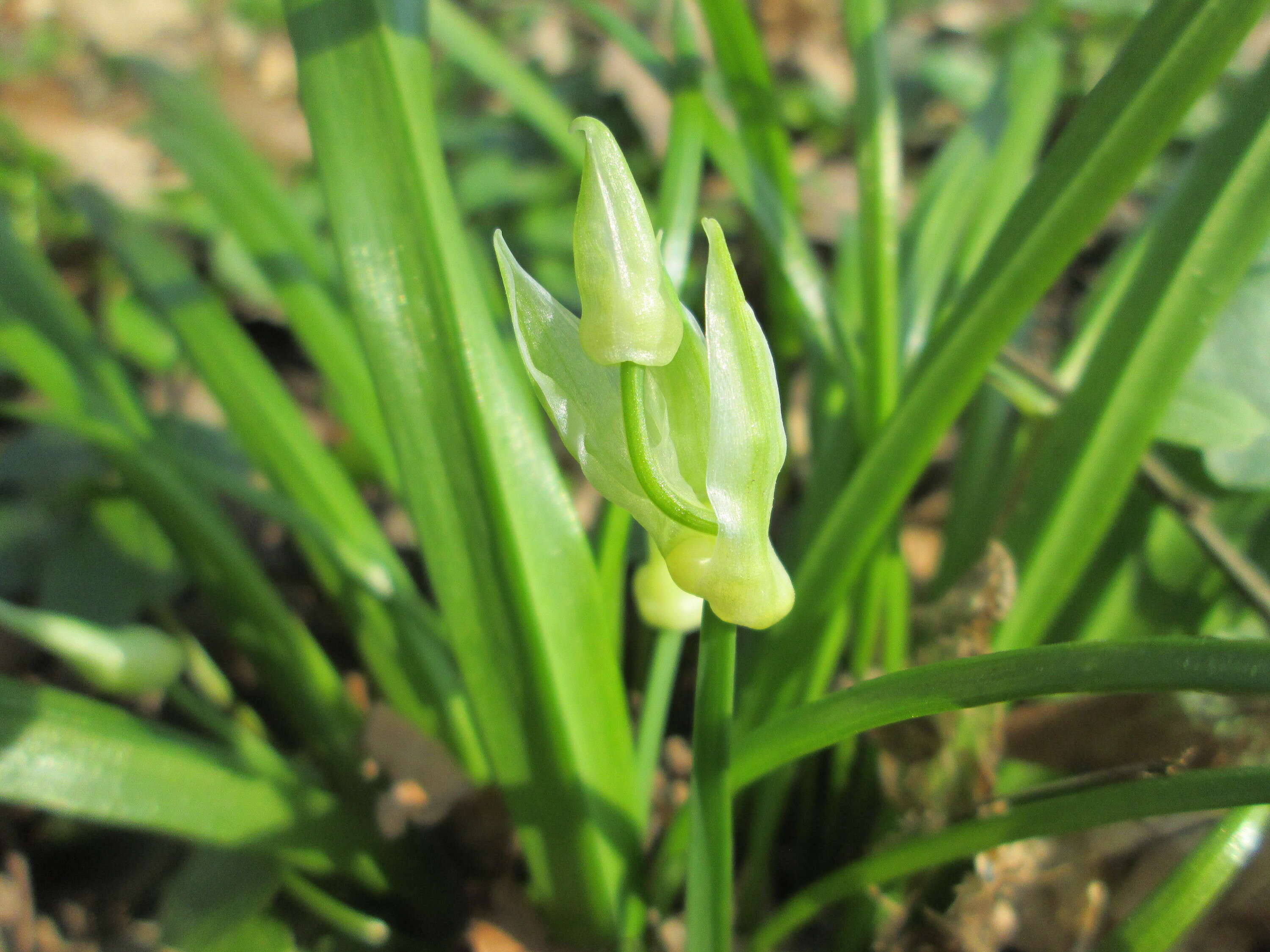 Image of few-flowered leek