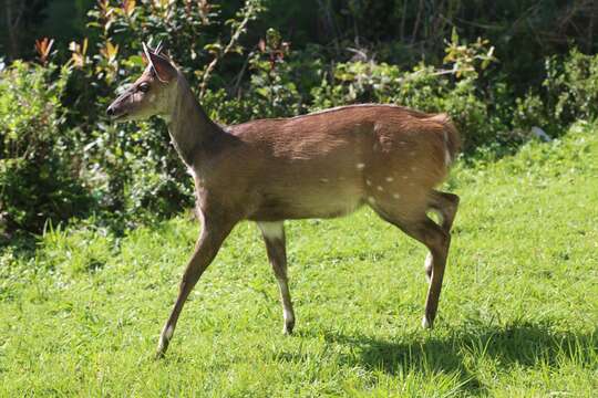 Tragelaphus sylvaticus的圖片