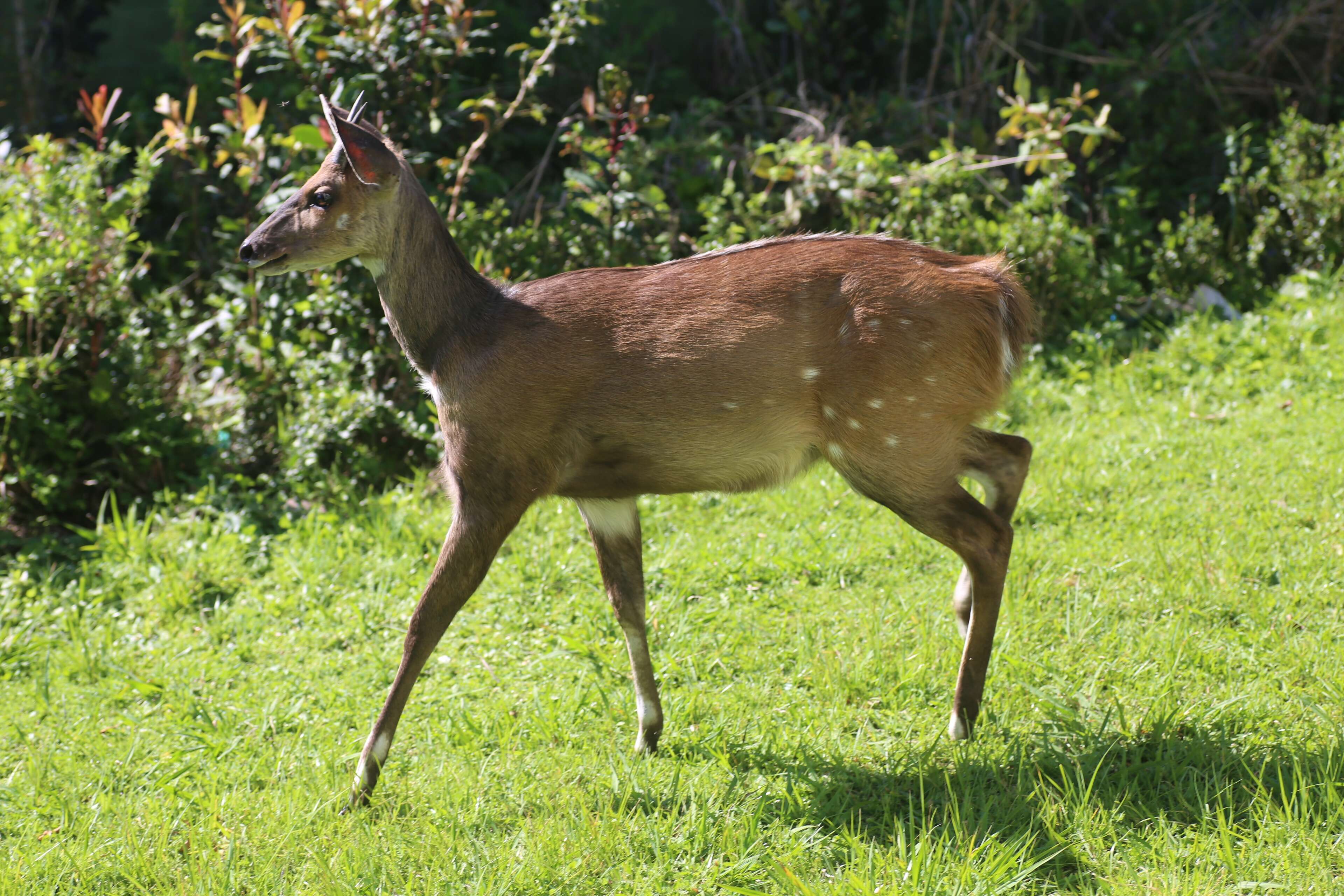 Image of Tragelaphus sylvaticus