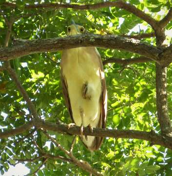 Image of Nankeen Night Heron