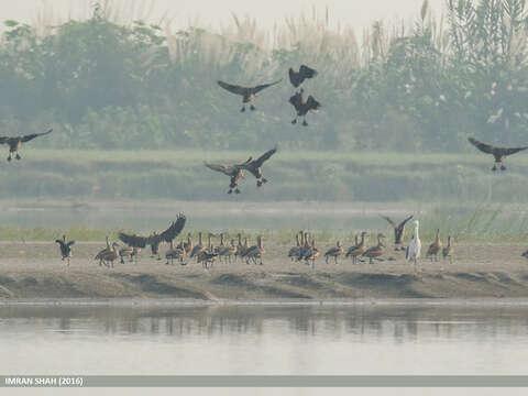 Image of Lesser Whistling Duck