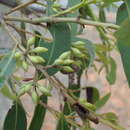 Image of Eucalyptus helidonica K. D. Hill