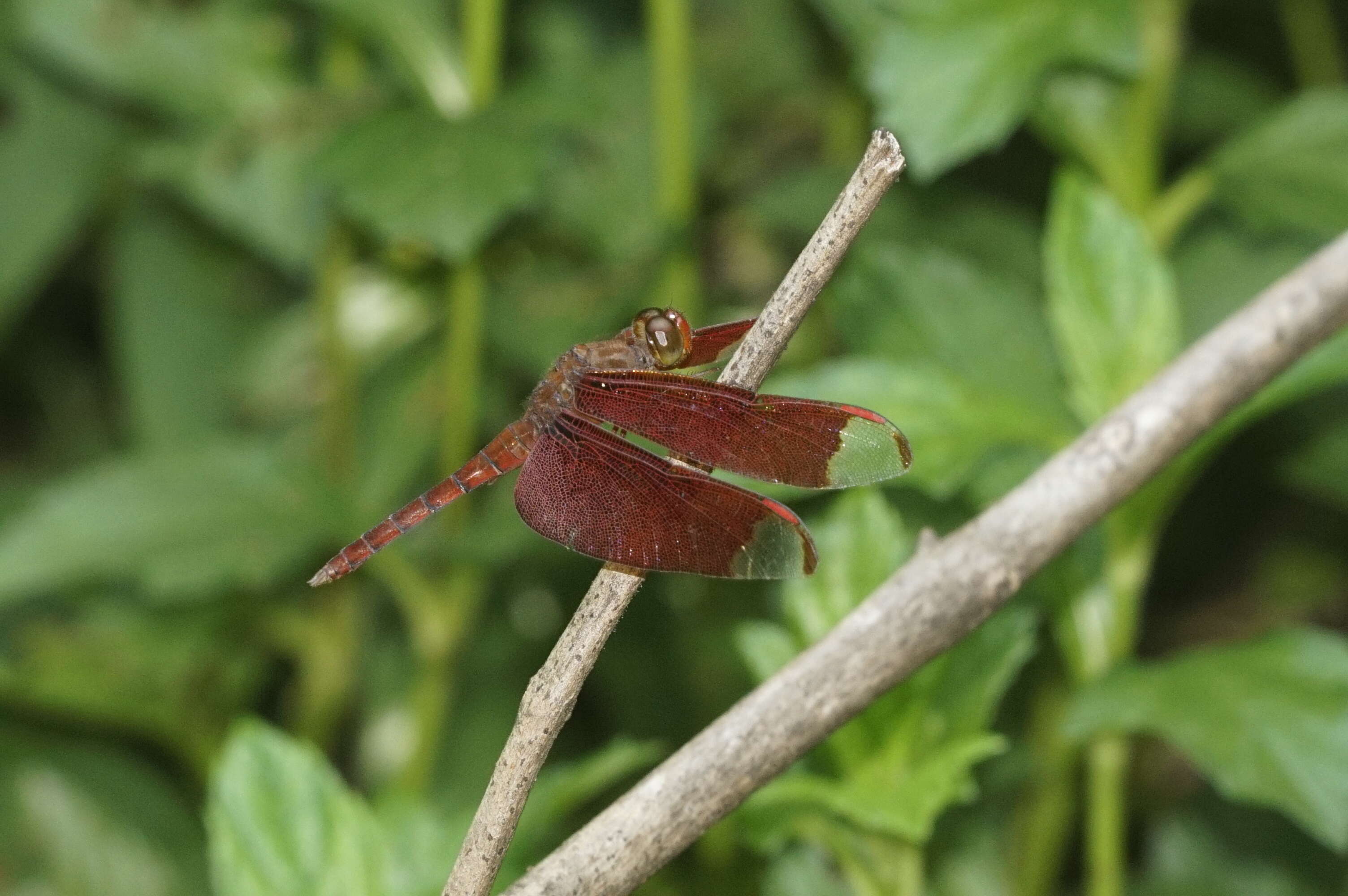 Image of Black Stream Glider