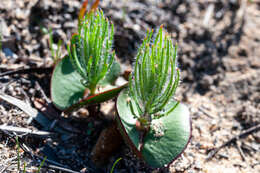 Image of Leucadendron platyspermum R. Br.