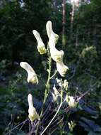 Imagem de Aconitum lycoctonum L.