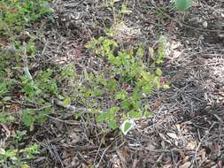 Imagem de Salvia coccinea Buc'hoz ex Etl.