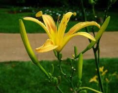 Image de Hemerocallis citrina Baroni