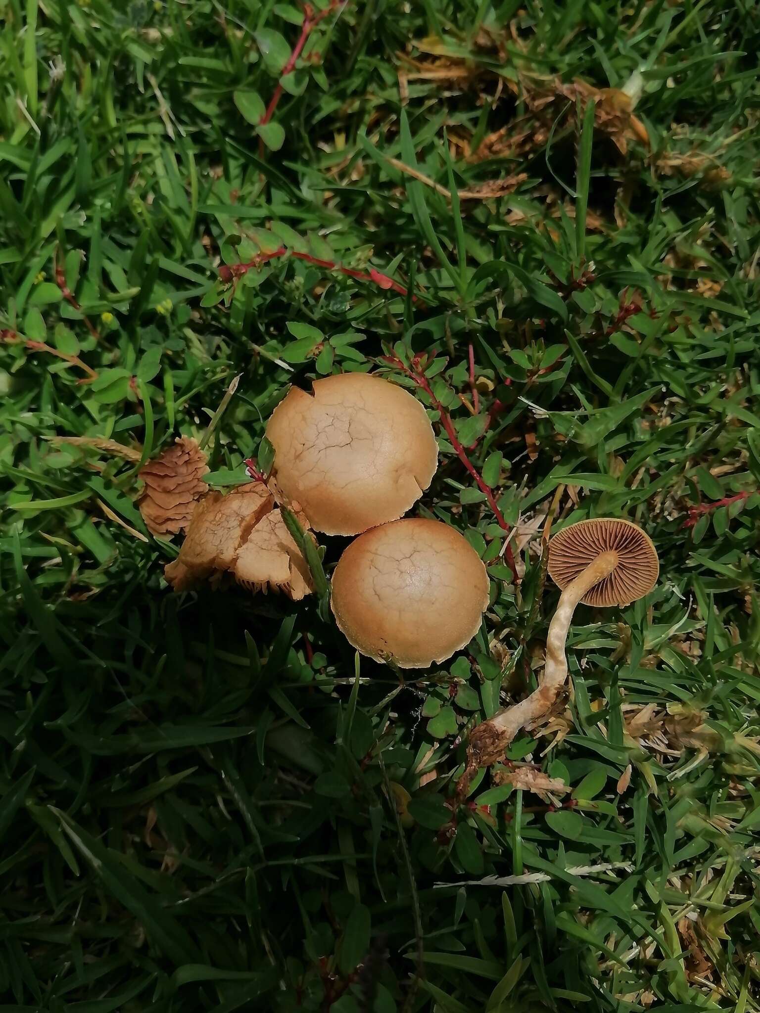 Image of common agrocybe