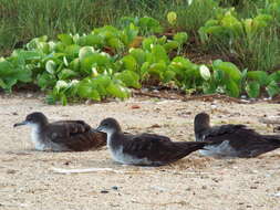 Image of Wedge-tailed Shearwater