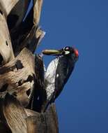 Image of Acorn Woodpecker