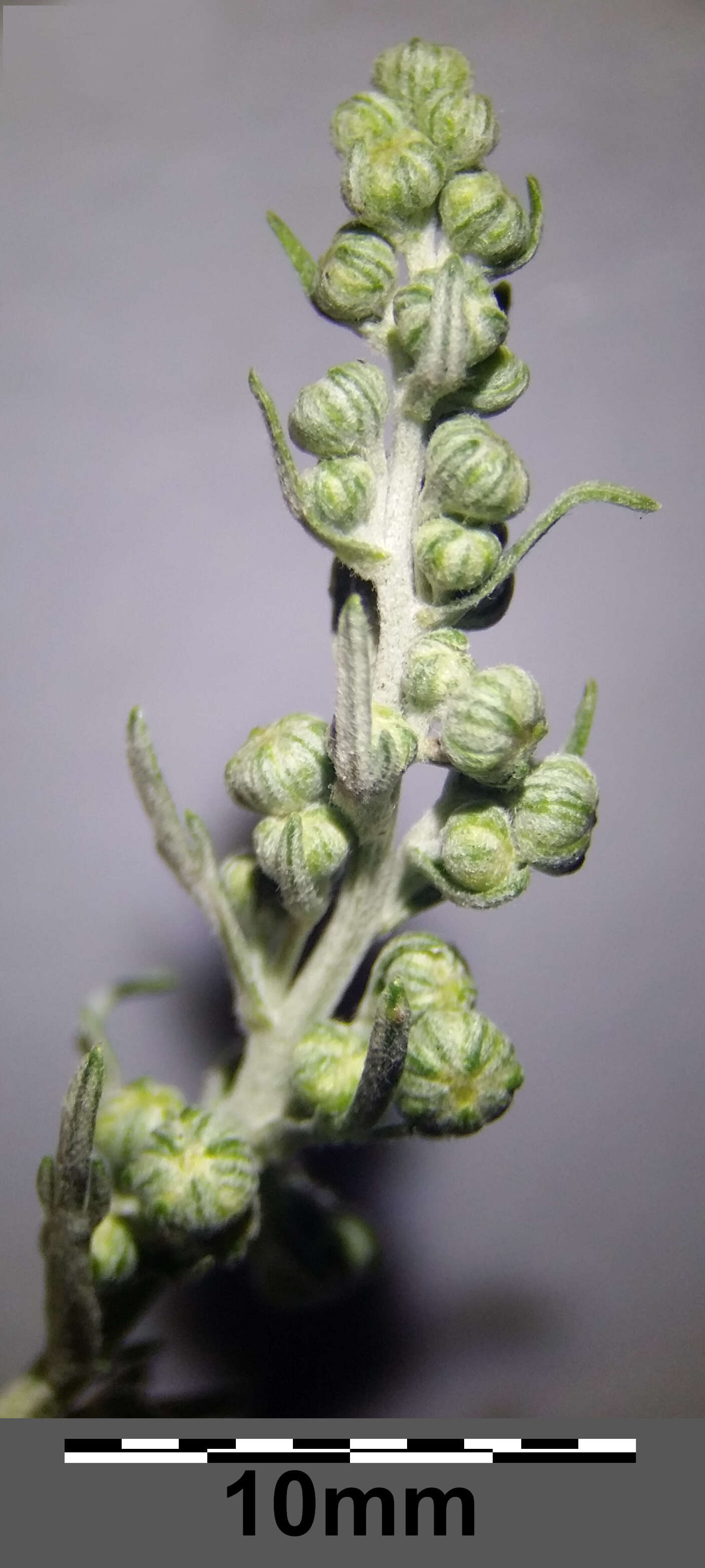 Image of Roman wormwood