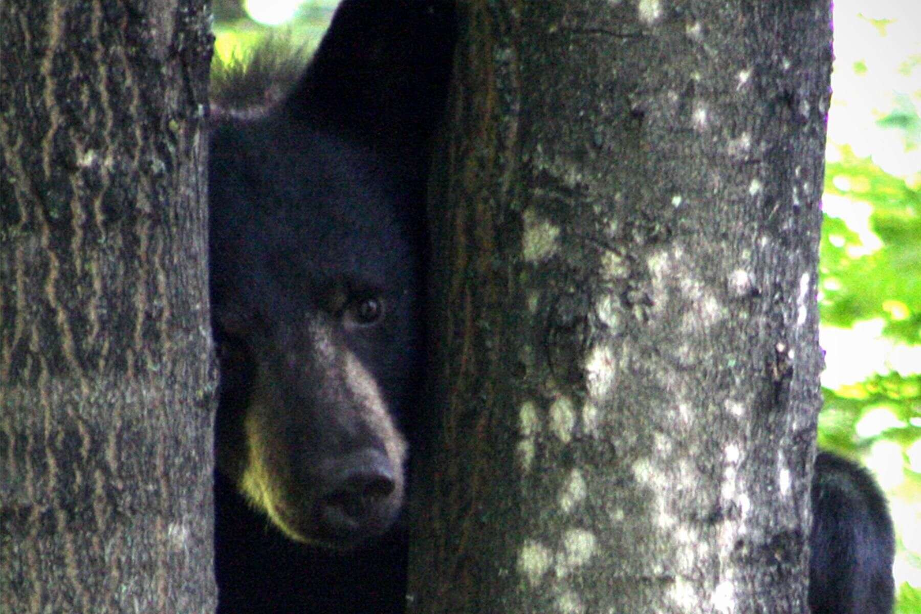 Image of American Black Bear