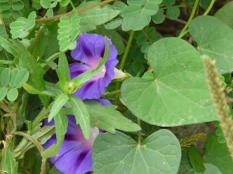 Image of tall morning-glory