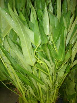 Image of kangkung