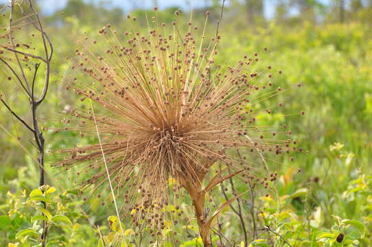 Image of Syngonanthus nitens (Bong.) Ruhland