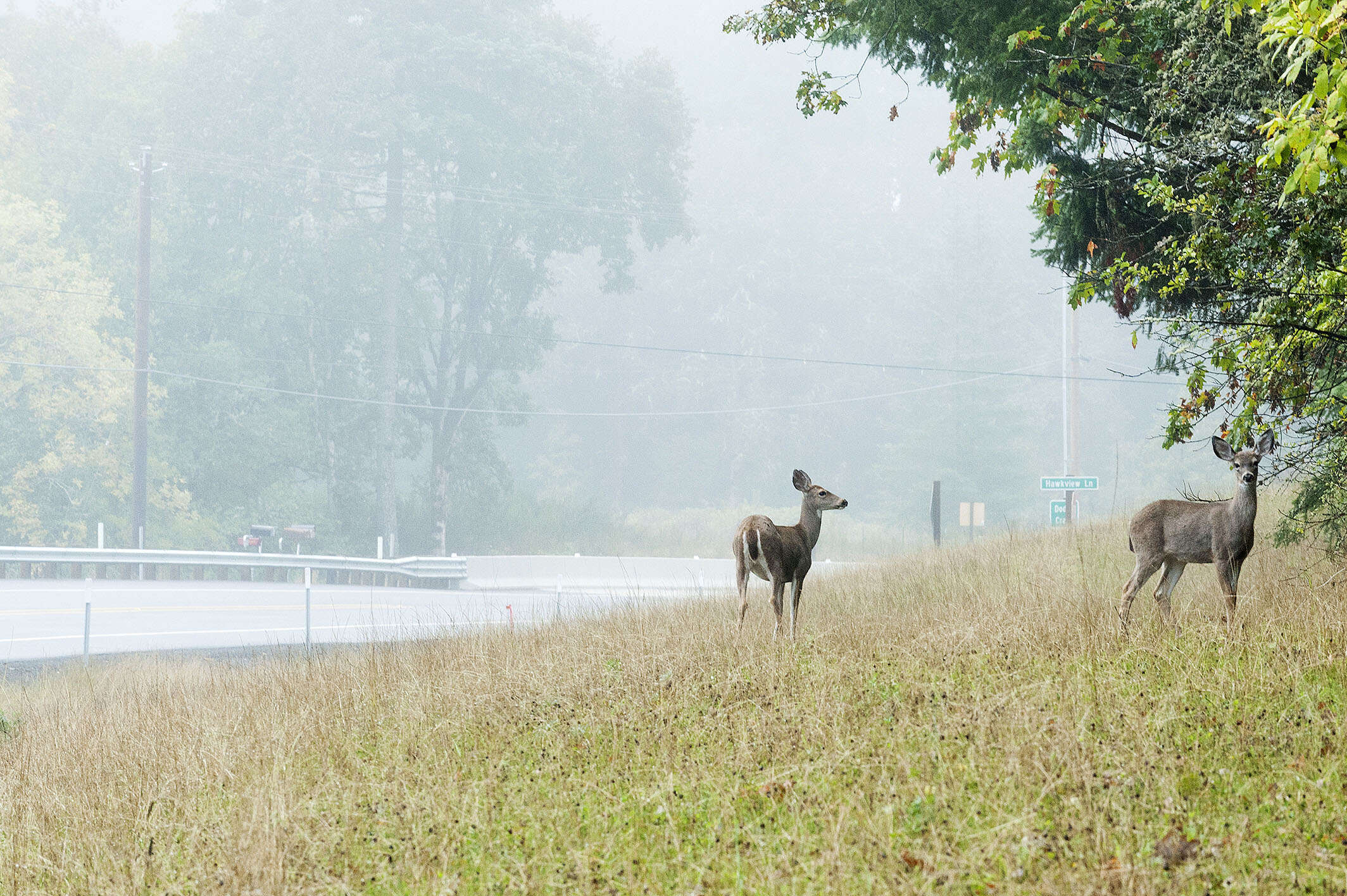 Image of Columbian black-tailed deer