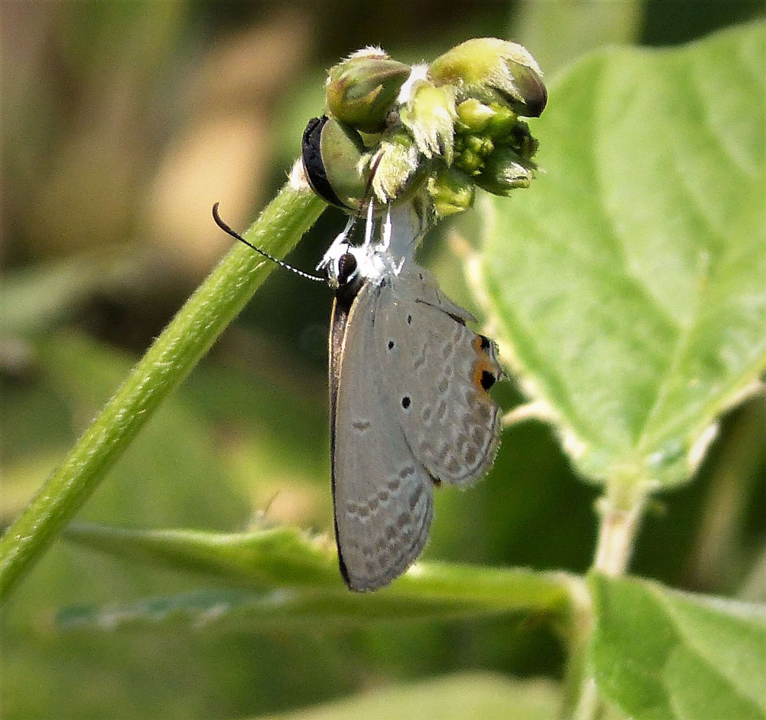 Imagem de Euchrysops cnejus (Fabricius 1798)