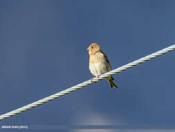 Image of Fire-fronted Serin