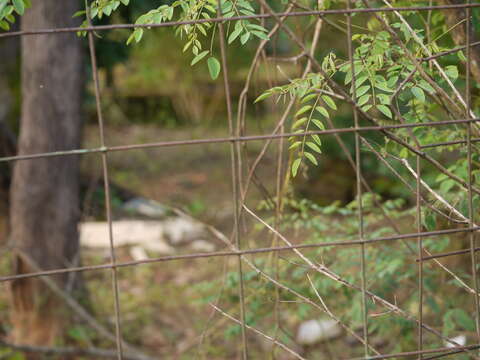 Imagem de Indigofera cassioides DC.