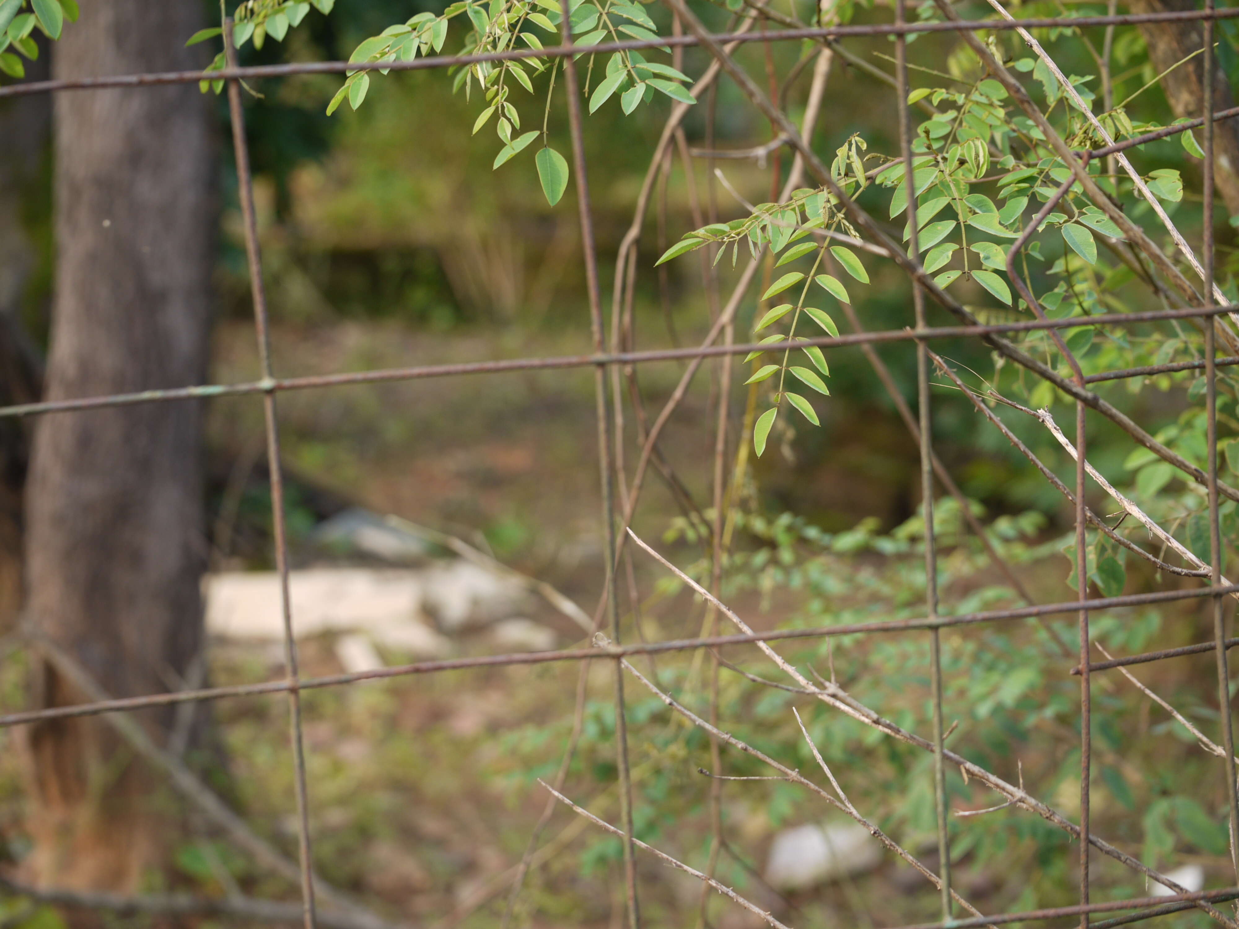 Imagem de Indigofera cassioides DC.