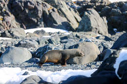 Image of Antarctic Fur Seal