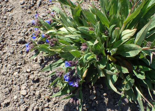 Image of Pulmonaria longifolia (Bast.) Boreau