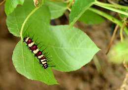 Image of Cethosia cyane Drury 1770