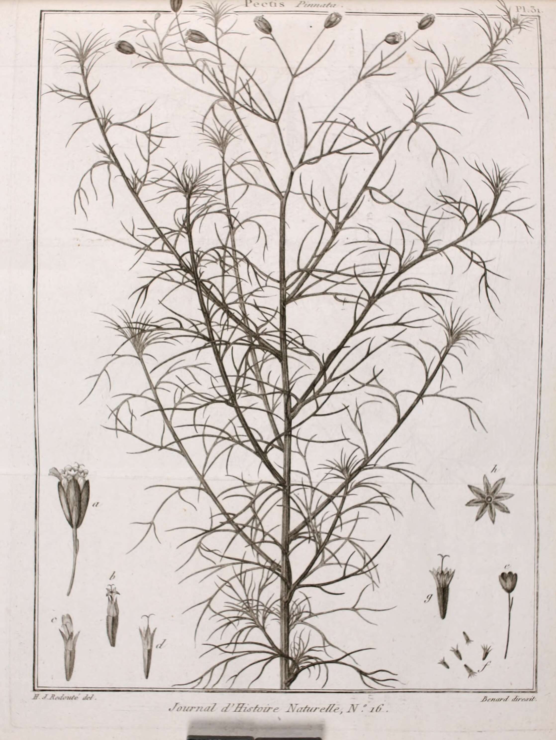 Image de Schkuhria pinnata (Lam.) O. Kuntze