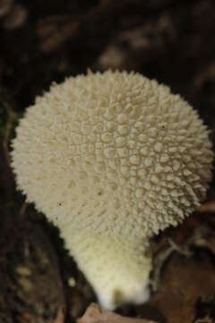 Imagem de Lycoperdon perlatum Pers. 1796