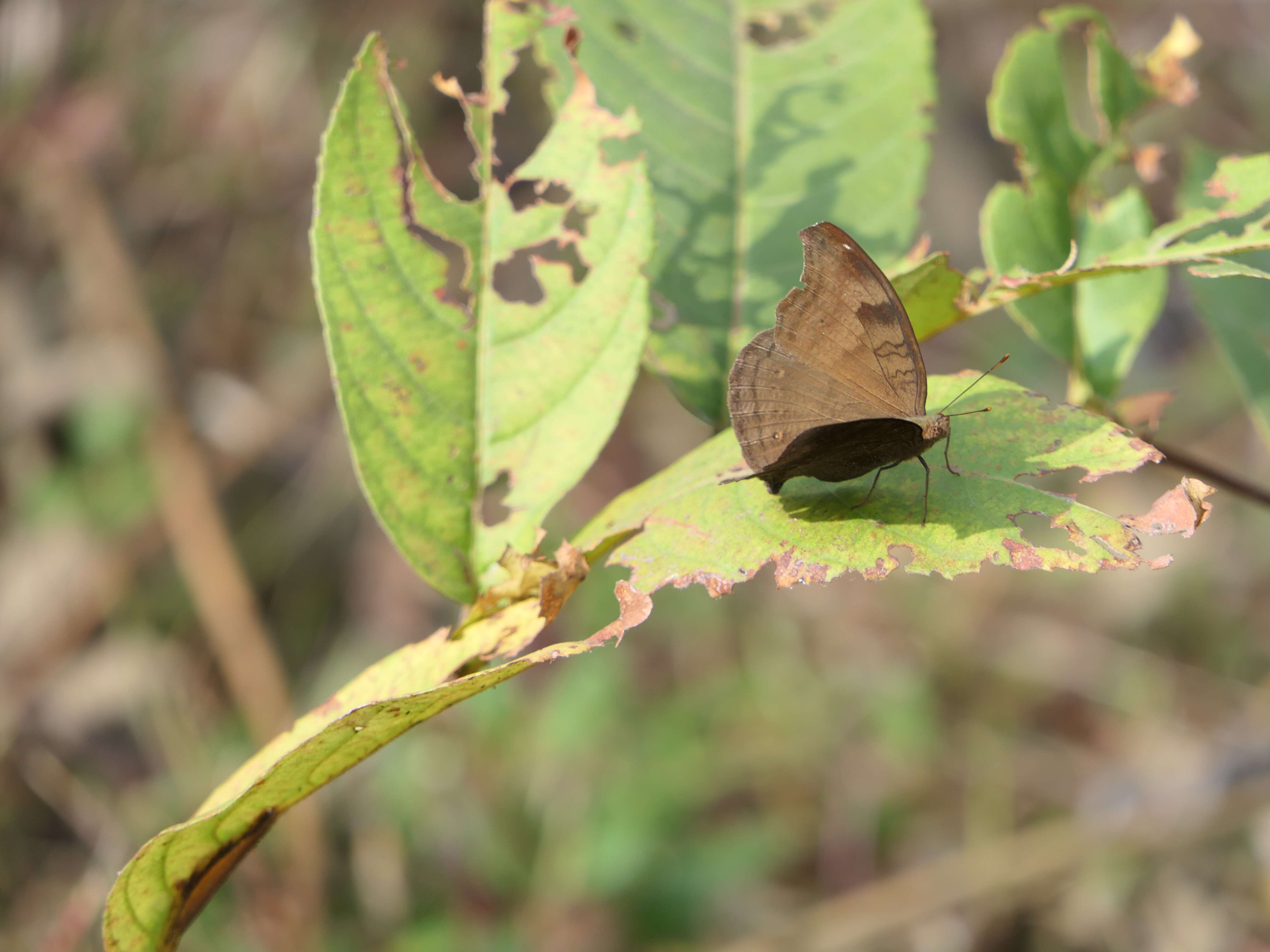 Image of chocolate pansy