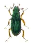 Hydrochidae resmi