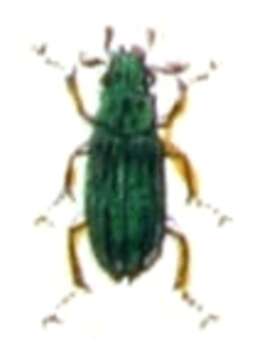 Image of Hydrochidae