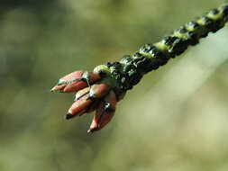 Image de Euonymus verrucosus Scop.