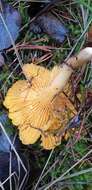 Image of Chanterelle