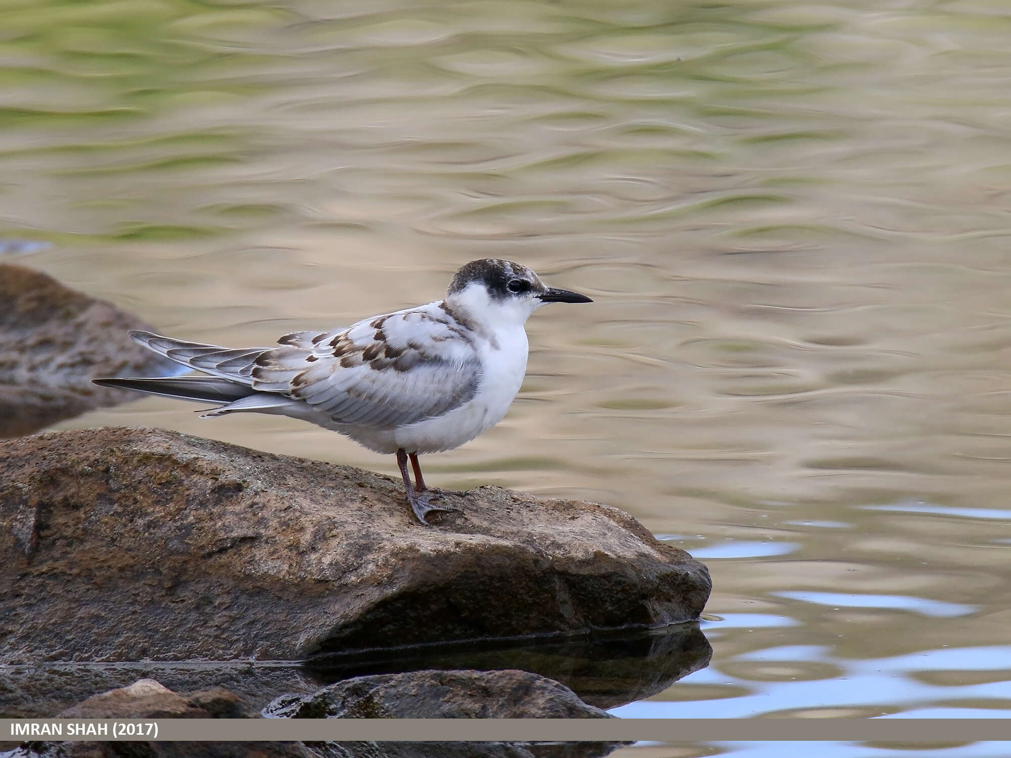 Image of Whiskered Tern