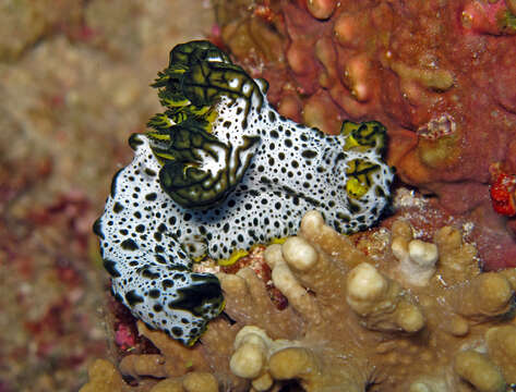 Image of Green and black gill guard slug