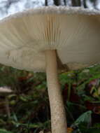 Macrolepiota mastoidea (Fr.) Singer 1951 resmi