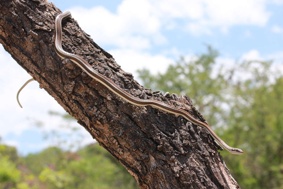 Imagem de Psammophis subtaeniatus Peters 1882