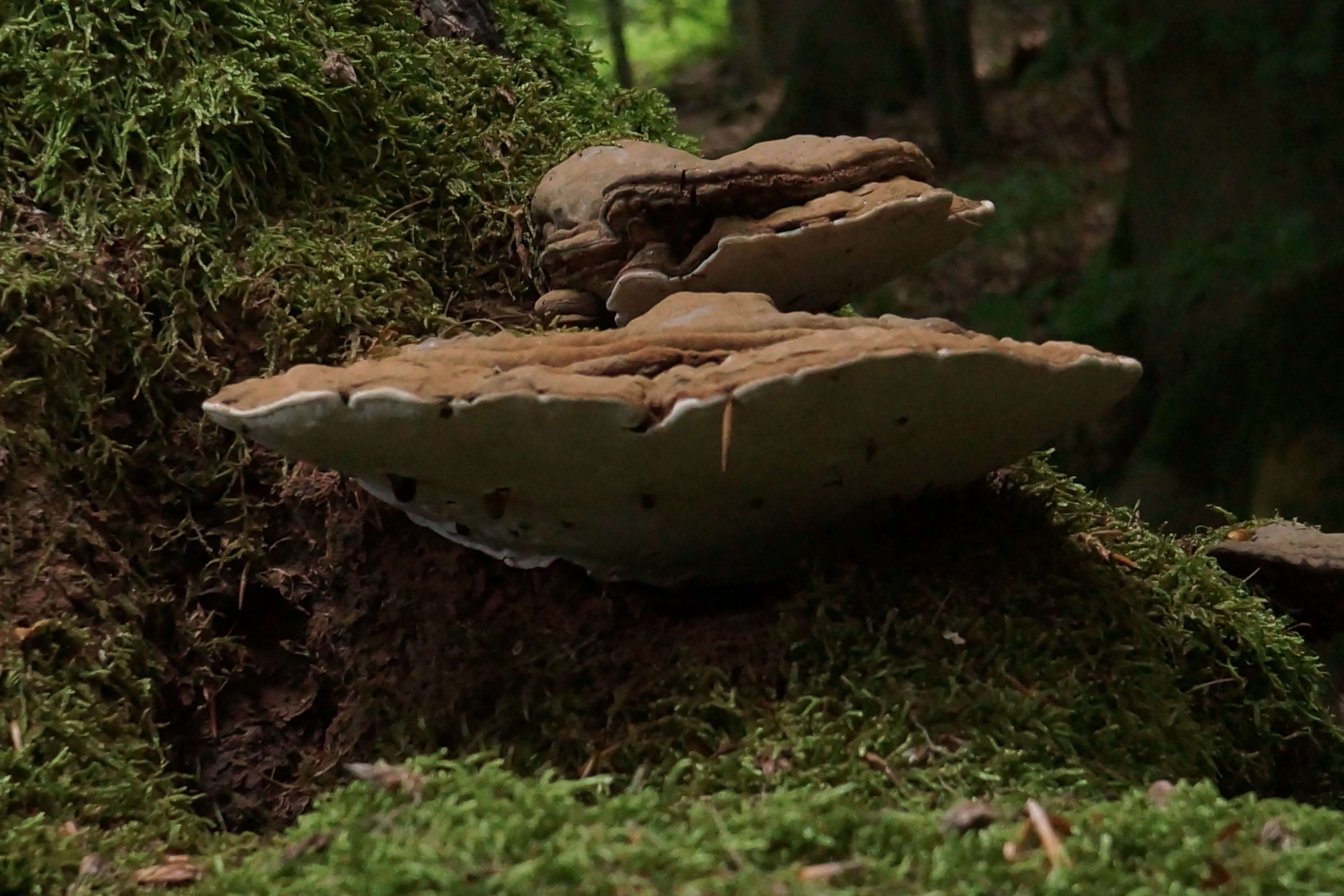 Image of Ganoderma applanatum