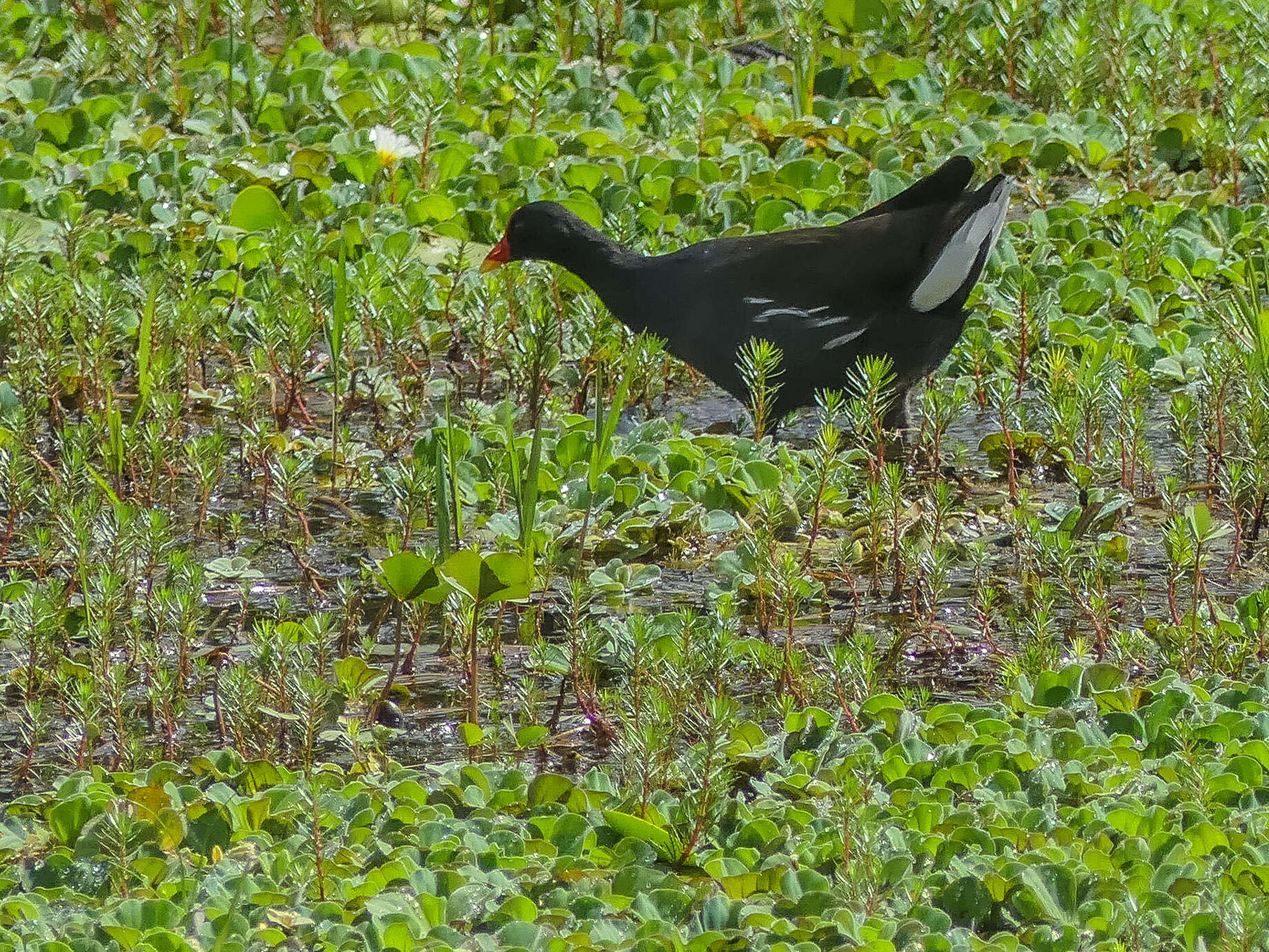 Image of Common Moorhen