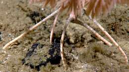 Image of crinoids and relatives