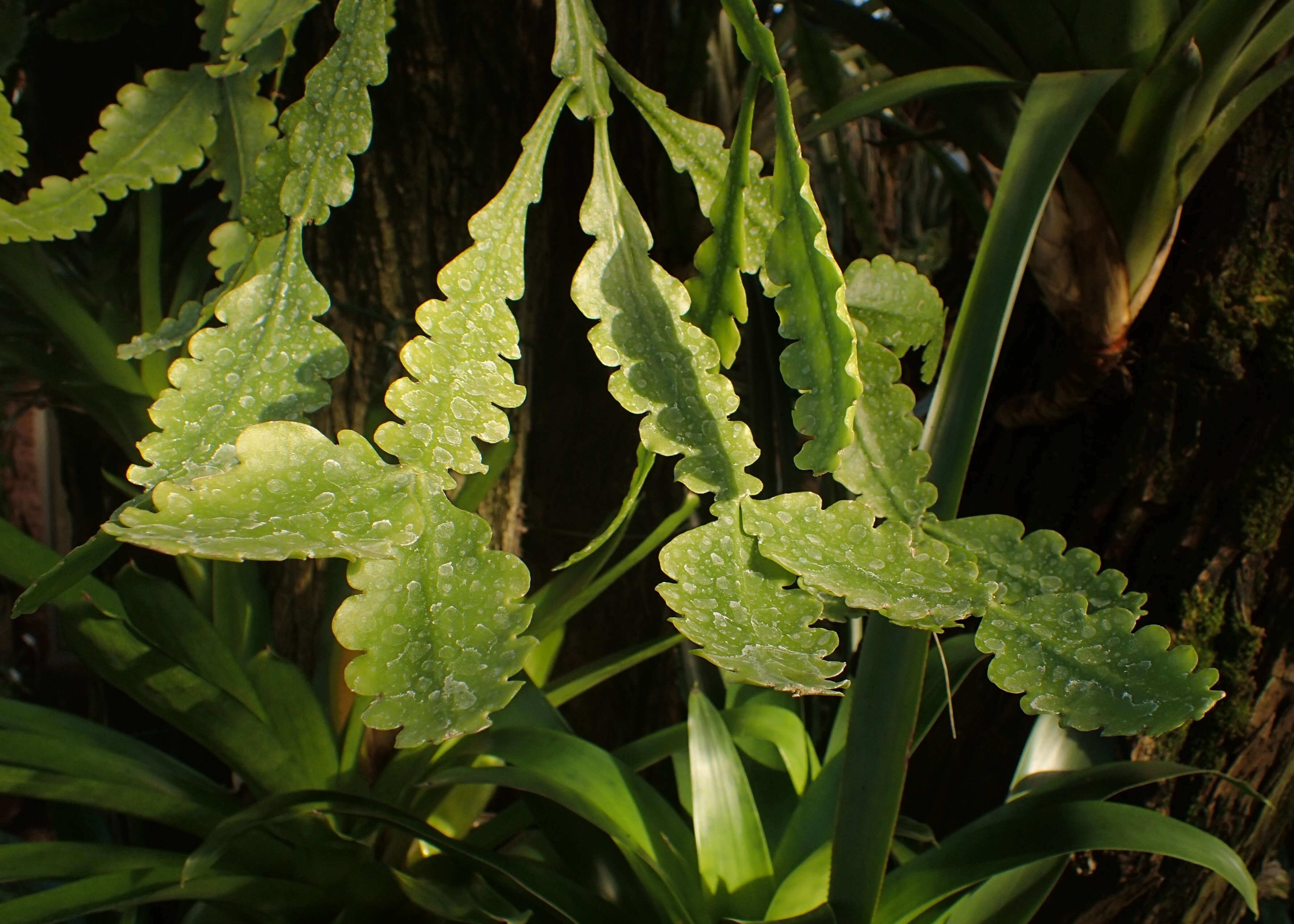 Image of Rhipsalis crispata Pfeiff.