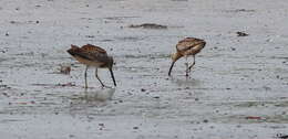 Image of Short-billed Dowitcher